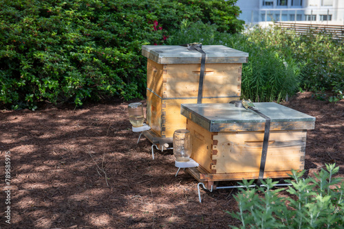 wooden honey bee hive box