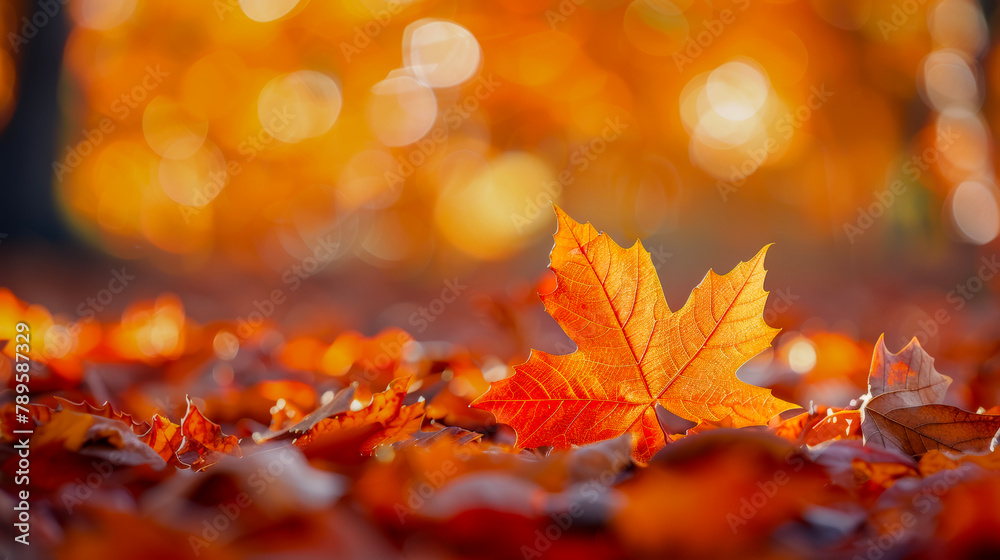 Closeup orange maple leaves, autumn leaves on the ground with a bokeh effect defocused background Closeup orange maple leaves, autumn leaves on the ground with a bokeh effect defocused background