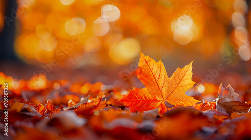 Closeup orange maple leaves   autumn leaves on the ground with a bokeh effect defocused background
