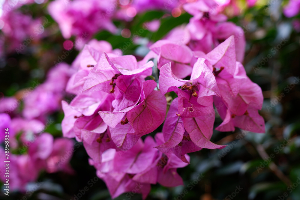 Beautiful bougainvillea or paper flowers. The concept of natural and a bunch of purple flowers. Selective bougainvillea with blur on the back. Close-up, purple bougainvillea flowers background. Beautiful bougainvillea or paper flowers. The concept of natural and a bunch of purple flowers. Selective bougainvillea with blur on the back. Close-up, purple bougainvillea flowers background.