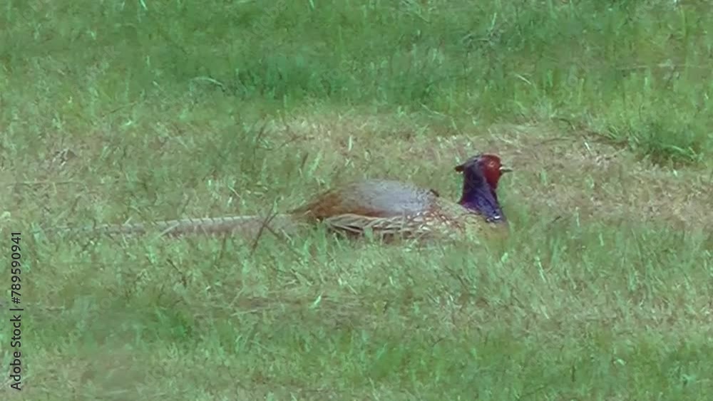 Male of bird Pheasants, Phasianus colchicus on green field with grass after mowing in green foil for grass silage on spring warm windy day with hot air - real time, close up shot with zoom out. Male of bird Pheasants, Phasianus colchicus on green field with grass after mowing in green foil for grass silage on spring warm windy day with hot air - real time, close up shot with zoom out.