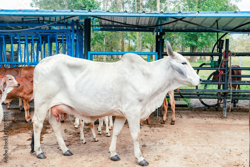 Bild auf Leinwand side view of zebu breed cow