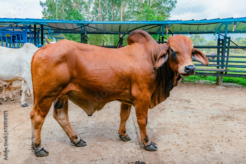 breeding bull of red Brahman breed photo