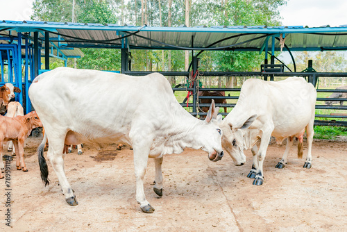 Photography side view of two zebu breed cows fighting