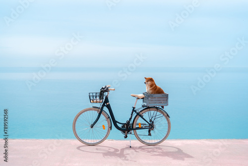 Dog in bicycle box 