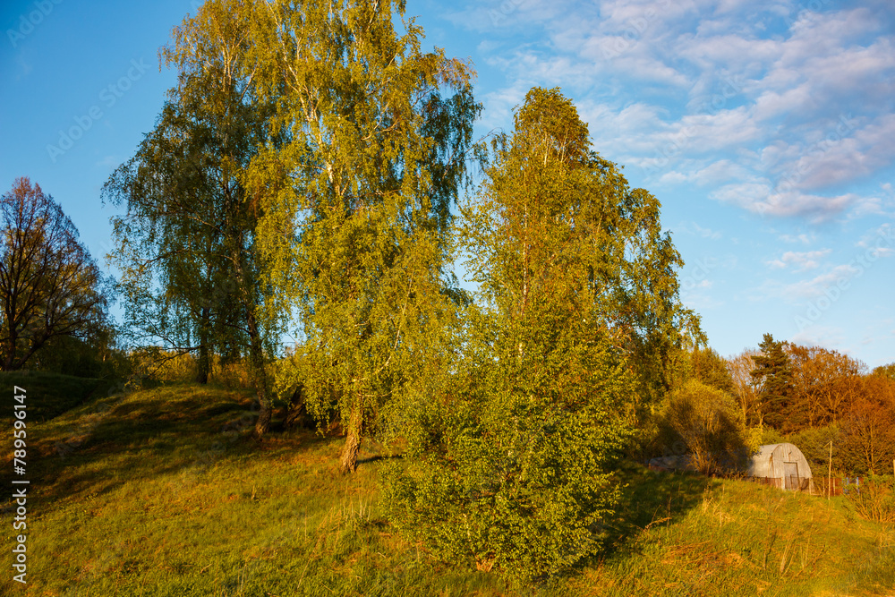 Birch trees growing on a sunny picturesque slope