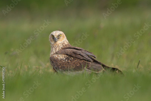 Western marsh harrier, Eurasian marsh harrier - Circus aeruginosus on ground in spring green grass. Green background. Photo from Lubusz Voivodeship in Poland. © PIOTR