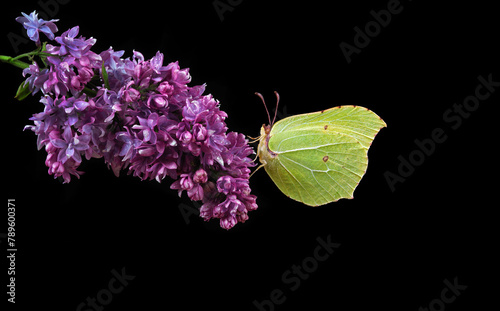 bright yellow butterfly on purple flowers. butterfly on lilac flowers in dew ...