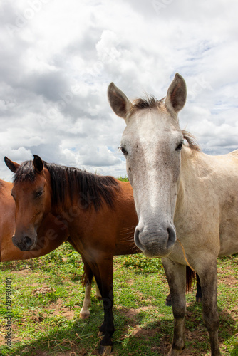 Rostos de cavalos de perto soltos na fazenda photo