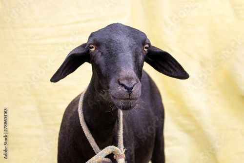 Rosto de ovelha preta em fundo amarelo photo