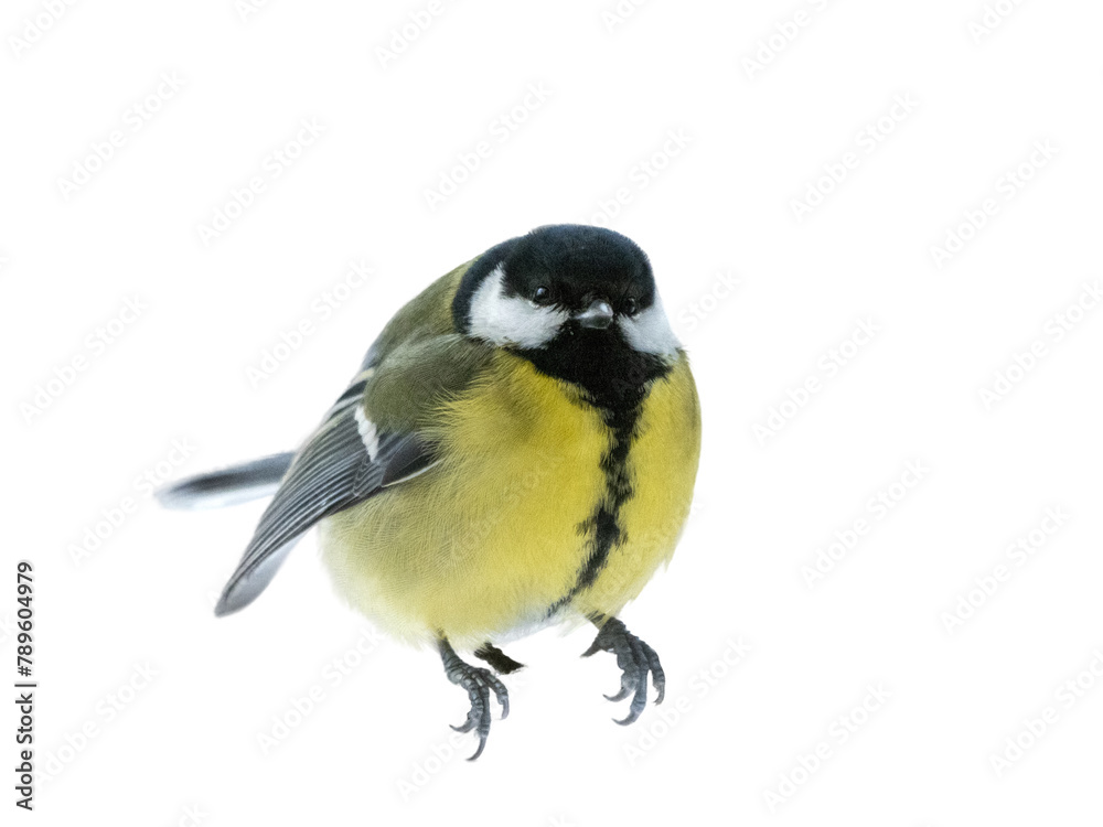 Fototapeta premium The Great tit is shown in close-up in the statics isolated on white background