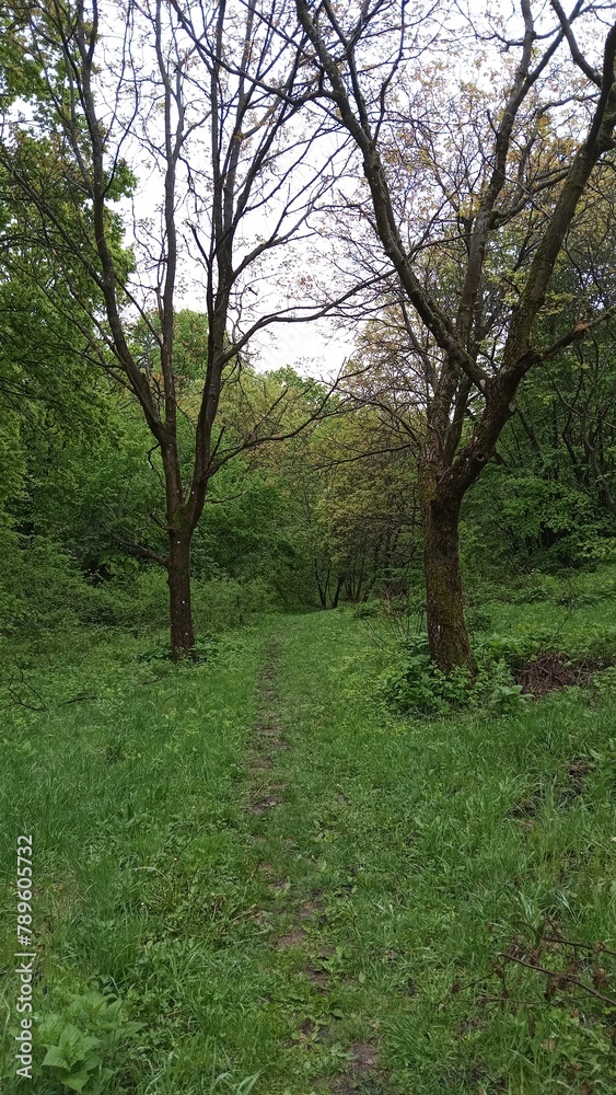 Fototapeta premium trees in the park