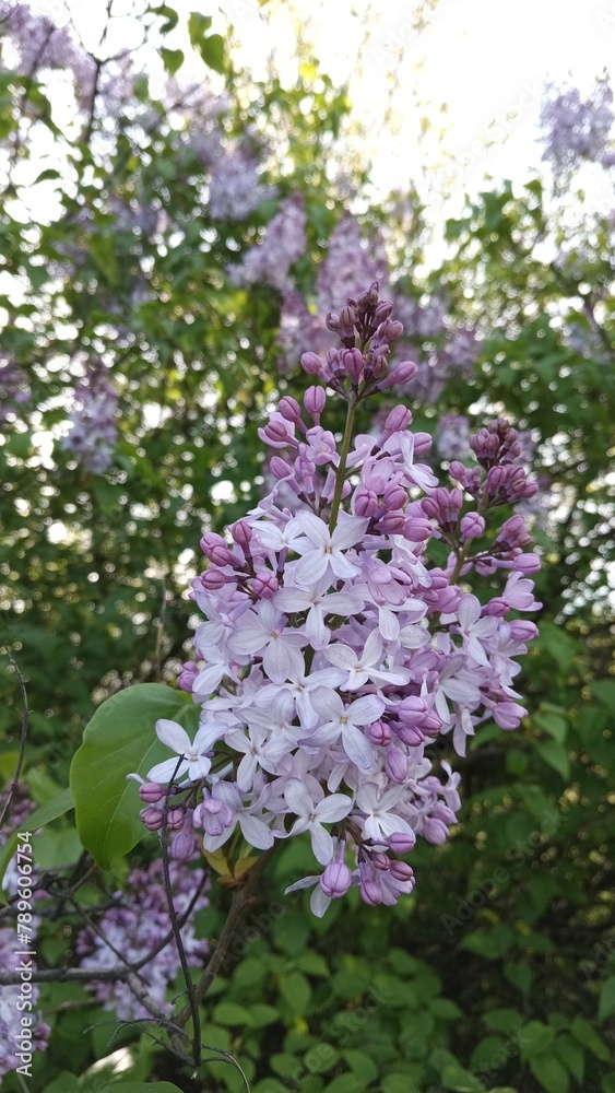 flowers in the garden