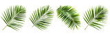 Set of a coconut leaves on a ,transparent background