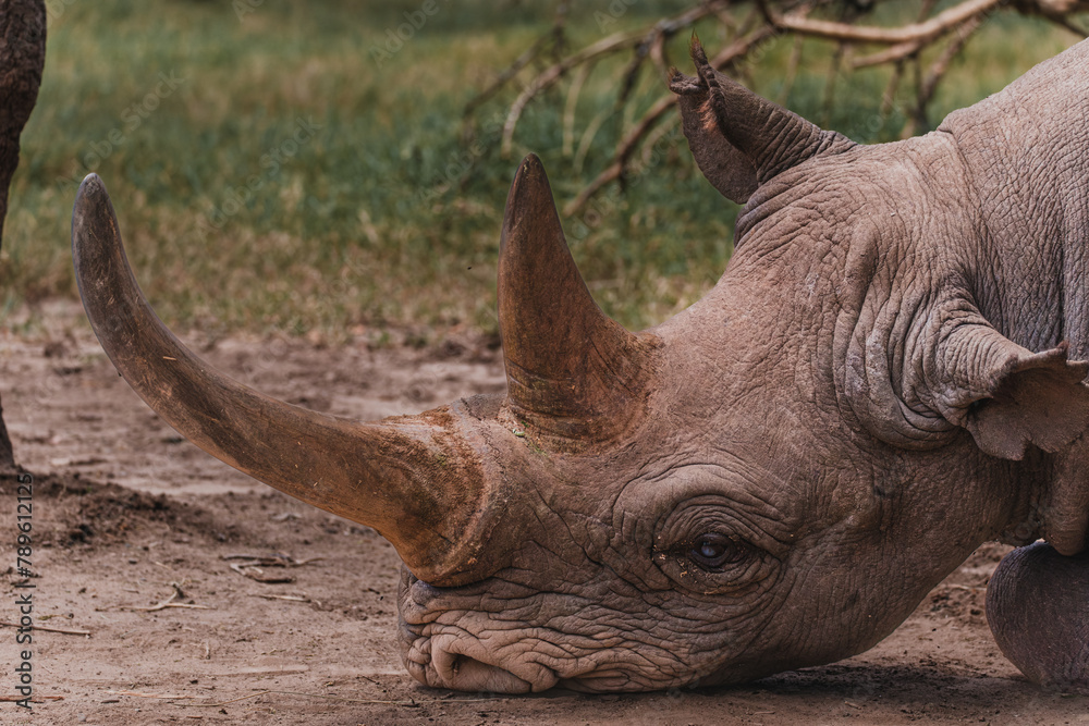 Fototapeta premium Baraka, a resilient blind black rhino, rests in Ol Pejeta Conservancy
