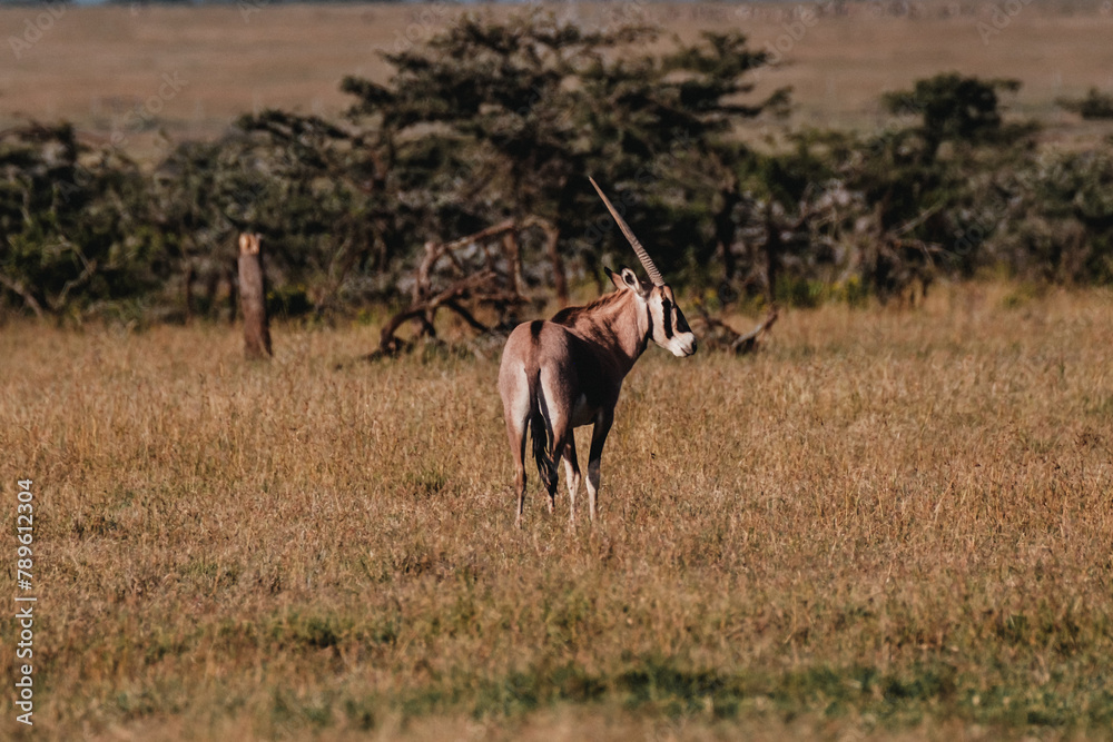 Fototapeta premium Graceful Beisa Oryx roaming the Ol Pejeta Conservancy