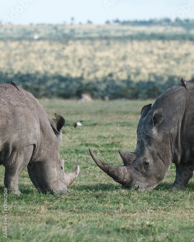 Pair of black rhinos grazing peacefully in Ol Pejeta Conservancy. photo