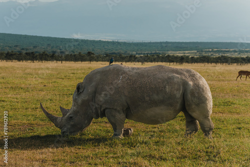 Black rhino with a bird companion in Ol Pejeta  Kenya