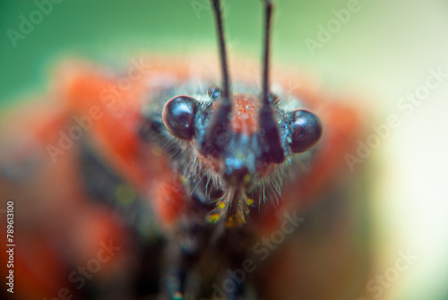 Macro Close-Up of a Butterflys Face