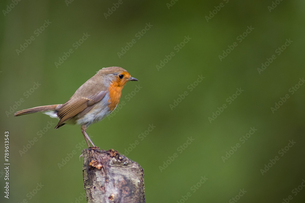 Single adult robin (erithacus rubecula) perched amid spring foliage Single adult robin (erithacus rubecula) perched amid spring foliage