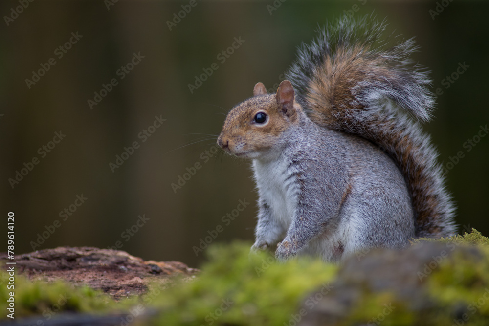 The eastern gray squirrel, also known as the grey squirrel depending on region, is a tree squirrel in the genus Sciurus. It is native to eastern North America. The eastern gray squirrel, also known as the grey squirrel depending on region, is a tree squirrel in the genus Sciurus. It is native to eastern North America.