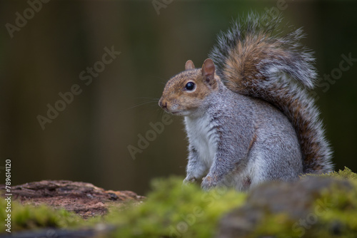 The eastern gray squirrel, also known as the grey squirrel depending on region, is a tree squirrel in the genus Sciurus. It is native to eastern North America.