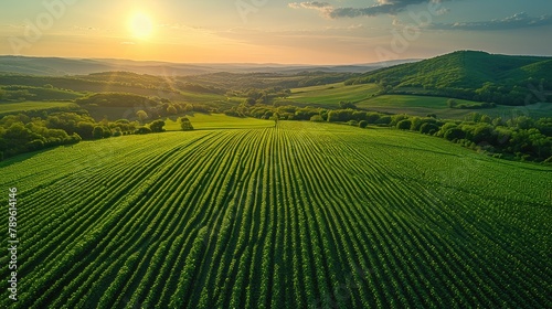 Optimizing Crop Yield: Data Analysis in Cornfield Farming