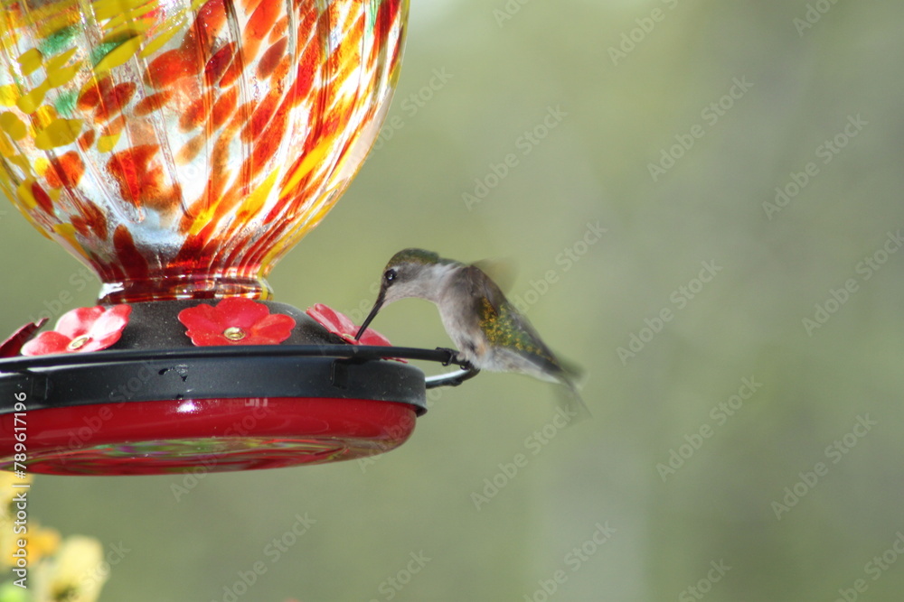 Obraz premium Hummingbird