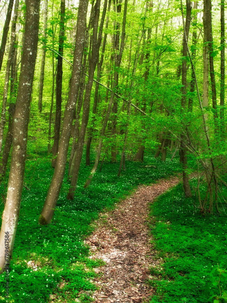 Fototapeta premium Landscape, forest and path with trees in summer for conservation or sustainability of ecosystem. Environment jungle and dirt road with rainforest or woods for adventure, exploration and hiking