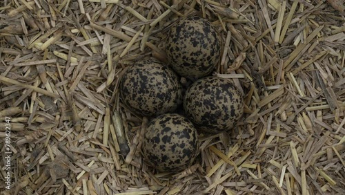 Red-Wattled Lapwing (Vanellus indicus) Eggs Camouflaged in Wild Wheat Hay in 4K Slow Motion 120fps - Nature's Hidden Nesting Wonders photo