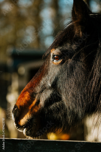 Close up of horse head photo