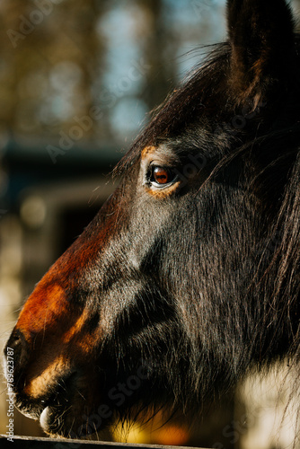 Close up of horse head
