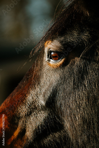 The eye of a horse