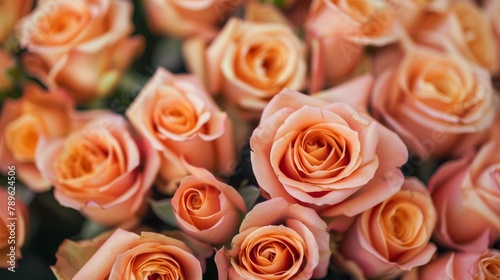 Close-up of peach-colored roses in full bloom. Floral background for design and print with a focus on beauty and nature
