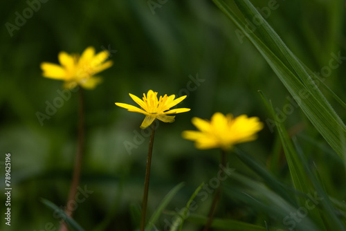 Drei Blüten des Scharbockskrautes stehen in einer Reihe. photo