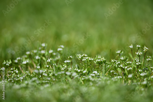 Details aus dem Garten. Grüne Pflanzen vor unscharfem Hintergrund zu Pfingsten mit verschwommener Textur