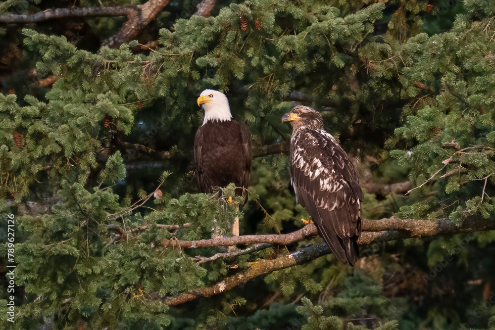An adult Bald Eagle is perched in a tree beside a juvenile bald eagle on Jimmy Judd Island in British Columbia, Canada An adult Bald Eagle is perched in a tree beside a juvenile bald eagle on Jimmy Judd Island in British Columbia, Canada