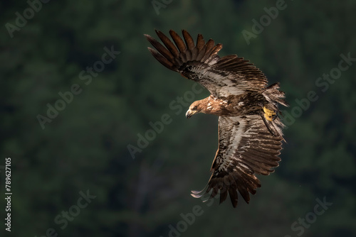 Juvenile Bald eagle in flight off the Discovery Islands in British Columbia, Canada