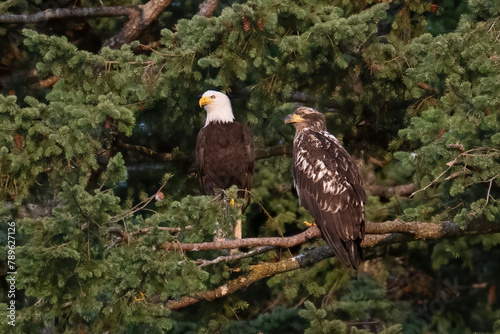 An adult Bald Eagle is perched in a tree beside a juvenile bald eagle on Jimmy Judd Island in British Columbia, Canada 