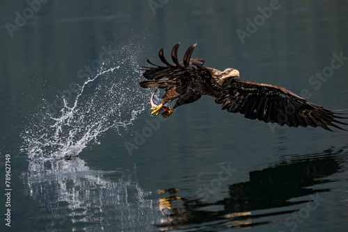 Bald eagles feeding on fish and eating in flight in the Discovery Islands of British Columbia, Canada