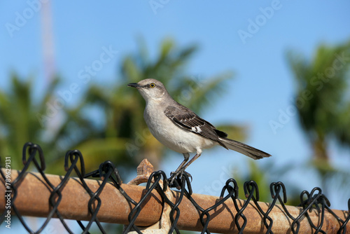 Florida Mockingbird  (Mimus polyglottos) on fence