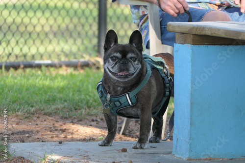 Black French Bulldog Senior