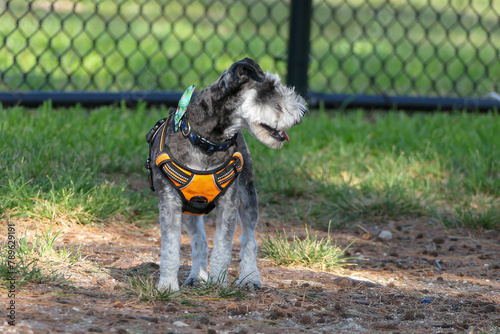 Schnauzer dog wearing bright orange harness