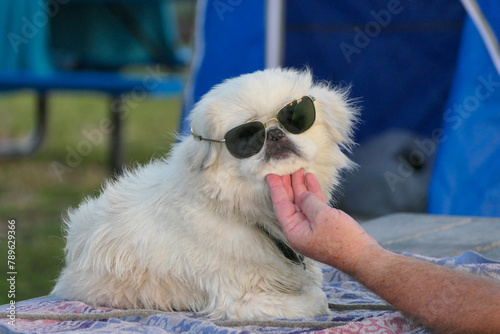 Dog wearing Aviator sunglasses