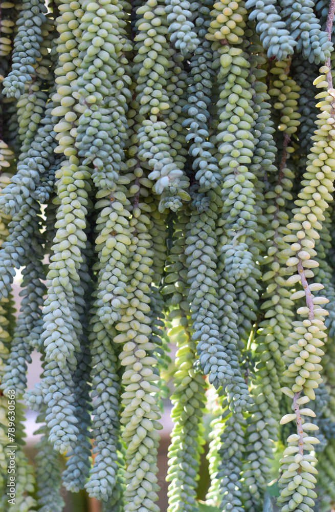 Burro's tail succulent plant cascading down clusters Burro's tail succulent plant cascading down clusters