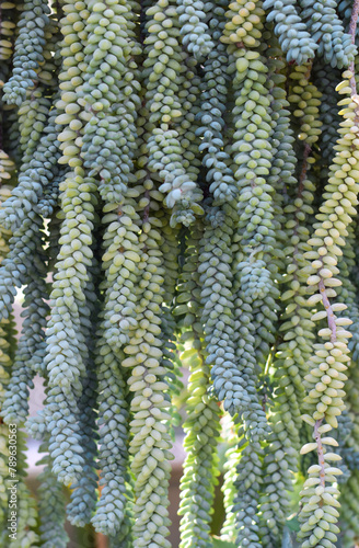 Burro s tail succulent plant cascading down clusters