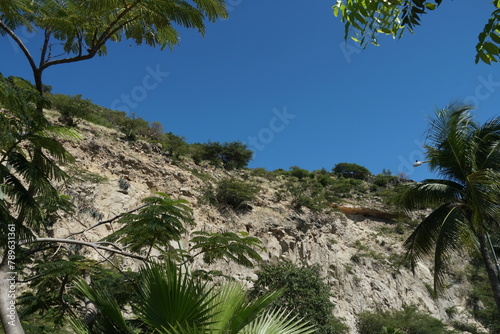 Tropical green vegetation on a rocky cliff near the port town of Philipsburb on the Dutch part of the Caribbean island of Sint Maarten.
