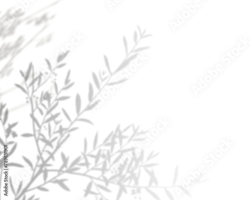 Png plant shadow background  botanical shadow in transparent design