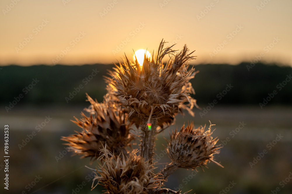 Obraz premium thistle in sunset