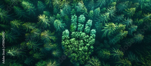 Top Aerial Shot of Forest Trees Forming a Hand Shape